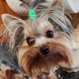 Daisy - Yorkshire Terrier