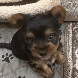 Baby Boy - Black and gold male Yorkshire Terrier puppy in Phoenix, Arizona from Coursey’s Yorkies