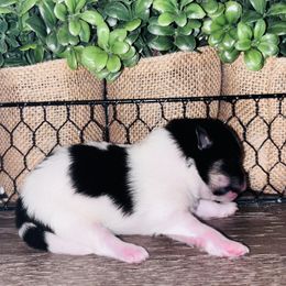 Black tri - Tri-colored male Pomeranian puppy in Fayetteville, North Carolina from Tar-heel Poms