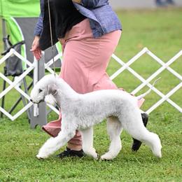 Bedlington Terrier puppies from Northstar Bedlingtons