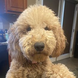 Lucy - Goldendoodle