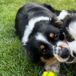 Miniature Australian Shepherds from Haley Dunlap's Miniature Australian Shepherds