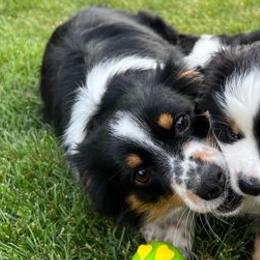 Miniature Australian Shepherds from Haley Dunlap's Miniature Australian Shepherds