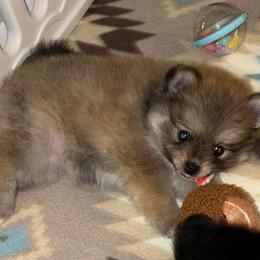 Ruby - Orange sable female Pomeranian puppy in Ocala, Florida from Roxy's Pomeranian Puppies