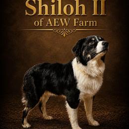 Shiloh - Australian Shepherd