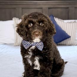 Manhattan - Chocolate male Australian Labradoodle puppy in Tumwater, Washington from South Sound Australian Labradoodles