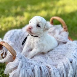 Cove - Parti male Poodle puppy in Dunn, North Carolina from Sandy Creek Kennels
