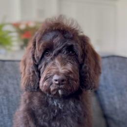 Kodiak - Chocolate male Goldendoodle puppy in St George, Utah from Doodle Bears of Southern Utah