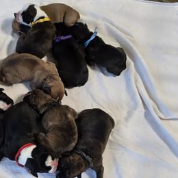 Boxers from Karen Marr