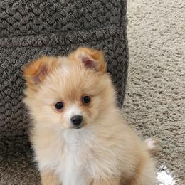 Pomeranian Puppies from Fire Dove Pom