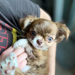 Gaia - Chihuahua