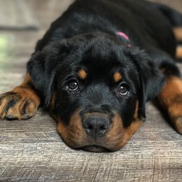 French Bulldogs from Fababull French bulldogs