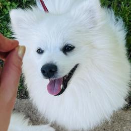 Bentley - White male Pomeranian puppy in St. Louis, Missouri from Saint Louis Pomeranian babies