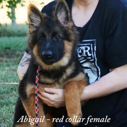 Red collar long coat german sheperd female - Black and red female German Shepherd puppy in Chrisney, Indiana from Indiana German Shepherds