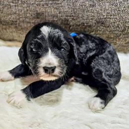 Pongo - Black and white male Bernedoodle puppy in Forest, Ohio from Mini Doodle Buddies