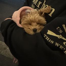 Maltipoo All Grown Up from Minipaws kennel