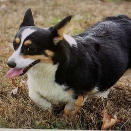 Patty Cake - Pembroke Welsh Corgi