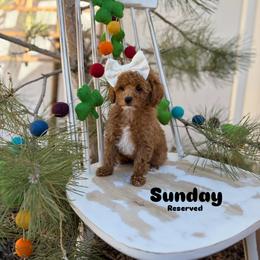 Bernedoodle, Cavalier King Charles Spaniel, Cavapoo, Goldendoodle, and Poodle Puppies from Gypsi Doodles & Poodles LLC.