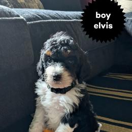 Elvis - Black and white male Bernedoodle puppy in Cambridge, Minnesota from Country Meadow Doodles