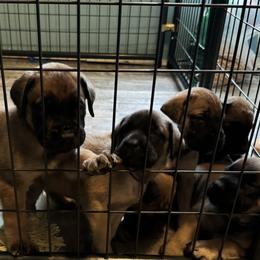 Mastiffs from Cain Kennels