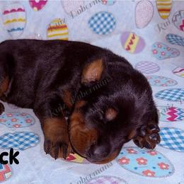 Black - Black and rust male Doberman Pinscher puppy in Louisville, Kentucky from Ruiz Dobermans