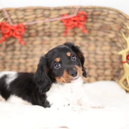 Ferris AKC Full Rights - Black and tan male Dachshund puppy in Neosho, Missouri from Tinker Toy Doxies