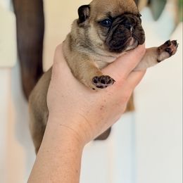 Puppy Boy 2 - Fawn male French Bulldog puppy in Washington, Pennsylvania from Crooked Pine French Bulldogs