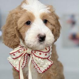 Nova  - Red - Red female Bernedoodle puppy in Yuciapa, California from AlltheDoodlez_