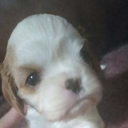 Hans Solo - Blenheim male Cavalier King Charles Spaniel puppy in Franklin, North Carolina from Cavaliers of the County Macon