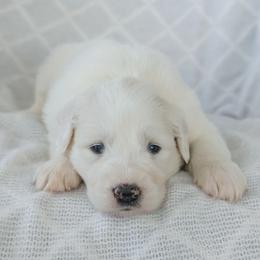 Girl 5 Sage - White female Great Pyrenees puppy in Yakima, Washington from Naches Heights Ranch