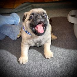 Navy - Fawn male Pug puppy in Baylis, Illinois from Cameo's Pugs
