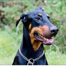 Xena - Doberman Pinscher