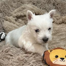 West Highland White Terrier Puppies from S&S Westies