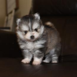 Polly - Gray and white female Pomsky puppy in Coos Bay, Oregon from Ocean View Pomskies