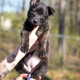 Dutch Shepherd Puppies from Faberge Hollandse Herdershond