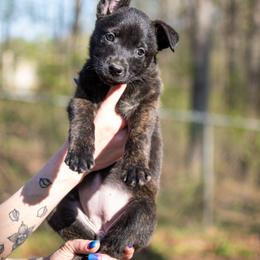 Dutch Shepherd Puppies from Faberge Hollandse Herdershond