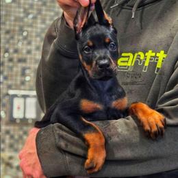 Lindi - Black and rust female Doberman Pinscher puppy in China Township, Michigan from Snell's Superior Kennel Dobermann & GSP