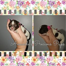 Girl - Chocolate, tan and white female Yorkshire Terrier puppy in Wartburg, Tennessee from Amanda's Precious Pups