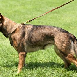 Bobbie - German Shepherd