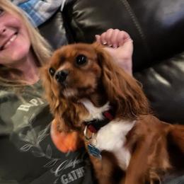 Benny - Cavalier King Charles Spaniel