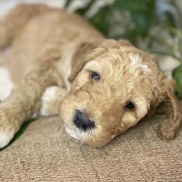 Bernedoodles from Minidoodles of Utah