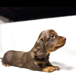 Dachshund Puppies from Lucky B Dachshund’s