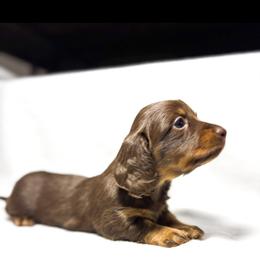 Dachshund Puppies from Lucky B Dachshund’s