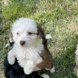 Aussiedoodles from Joyful Doodles and Poodles