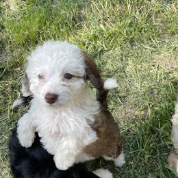 Aussiedoodles from Joyful Doodles and Poodles