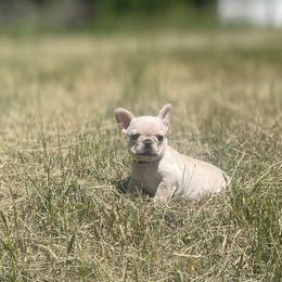 French Bulldogs from J & S Frenchies