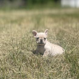 French Bulldogs from J & S Frenchies