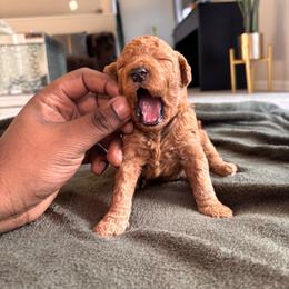 Black collar boy - Red  male Goldendoodle puppy in Fort Myers, Florida from Gandystailsofjoy