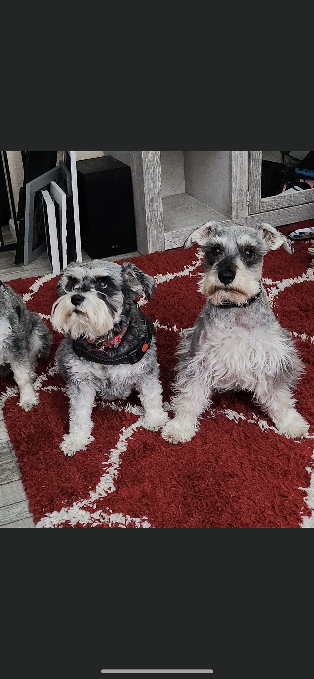 Smiths schnauzers hot sale