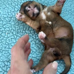 Koda - Red sable female Havanese puppy in Semmes, Alabama from Hayden's Havanese